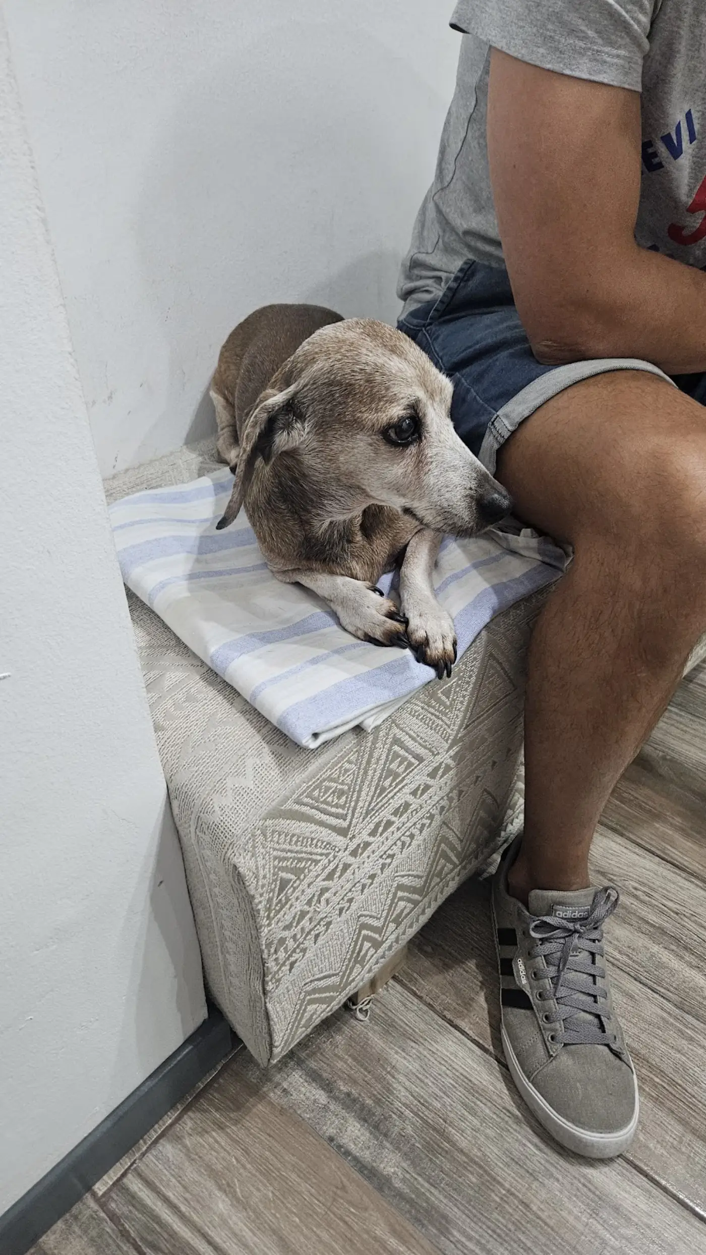 Perro senior descansando en la sala de espera junto a su dueño