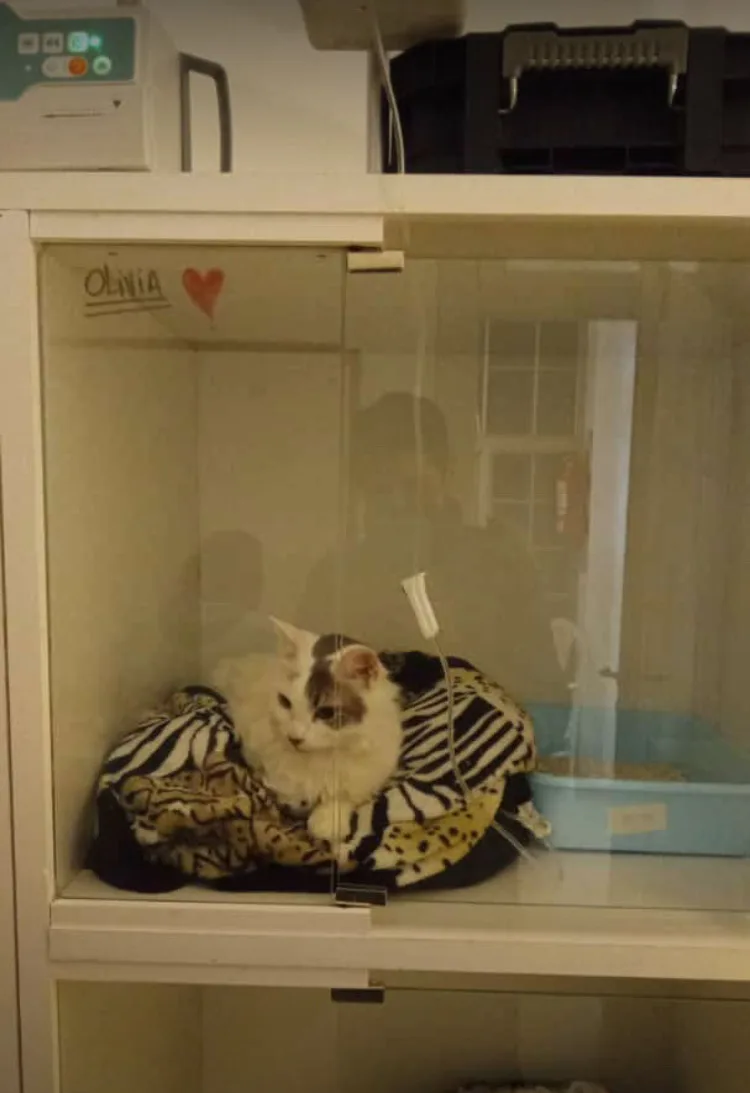 Olivia, paciente internada en su box